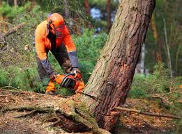 Best Tree and Shrub Care  in Colton, CA