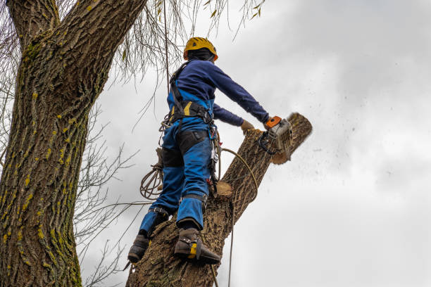  Colton, CA Tree Removal Pros