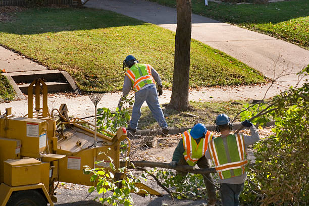 Best Lawn Renovation and Restoration  in Colton, CA