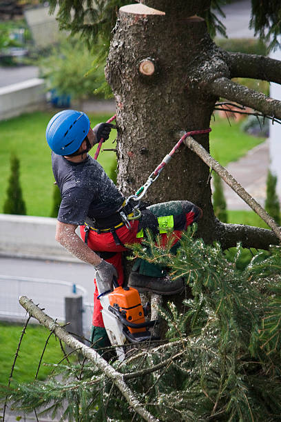 Best Tree Cabling and Bracing  in Colton, CA