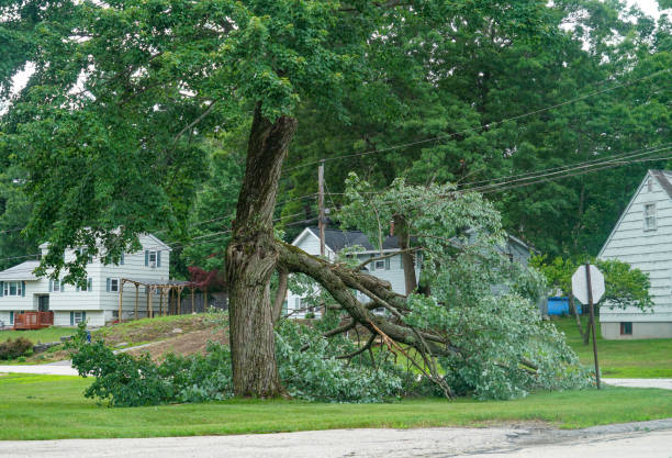 Best Arborist Consultation Services  in Colton, CA