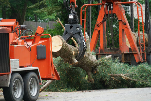 How Our Tree Care Process Works  in  Colton, CA