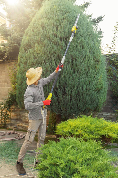 Best Grass Overseeding  in Colton, CA
