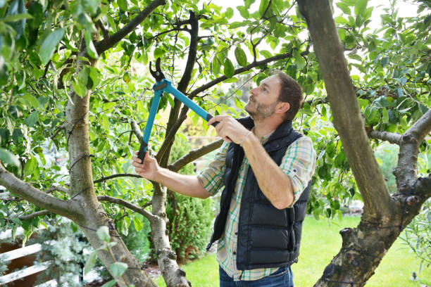 Best Fruit Tree Pruning  in Colton, CA